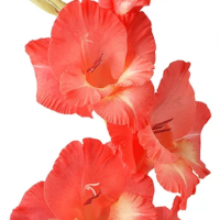 Gladiolus Grootbloeming