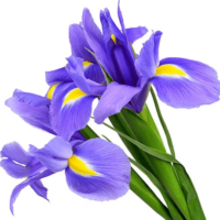 Iris (vaste plant) antropurpurea