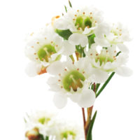 CHAMELAUCIUM (Wax flower)