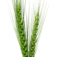 Triticum (Wheat)