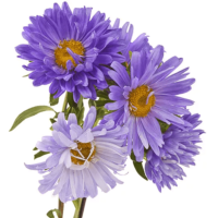 Aster