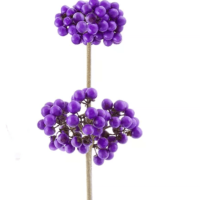 Callicarpa