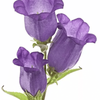 Campanula Medium