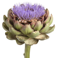 Cynara