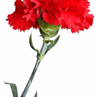 Dianthus