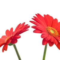 Gerbera Grootbloeming