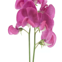 Lathyrus