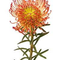 Leucospermum