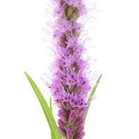 Liatris spicata