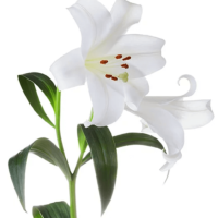 Lilium Longiflorum