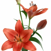 Lilium Longiflorum x Aziatische