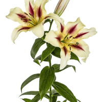 Lilium - Oriental