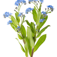 Myosotis