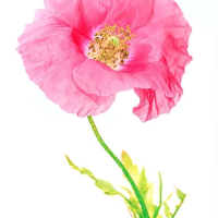 Papaver