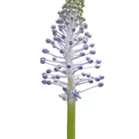 Scilla Peruviana