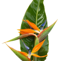 Strelitzia