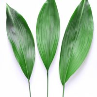 ASPIDISTRA