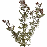 Acacia Baileyana