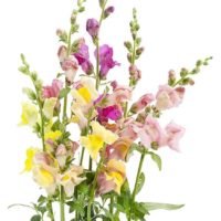 Antirrhinum