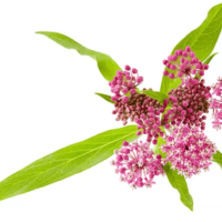 Asclepias