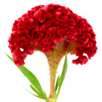 CELOSIA