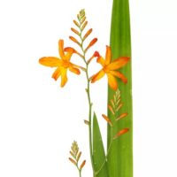 Crocosmia1