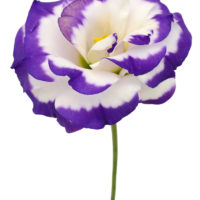 EUSTOMA