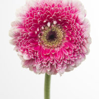 GERBERA MINI