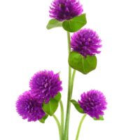 GOMPHRENA