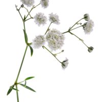 GYPSOPHILA