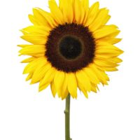 HELIANTHUS