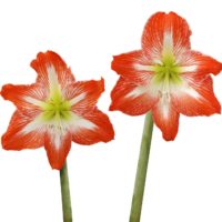 HIPPEASTRUM