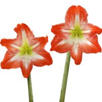 HIPPEASTRUM