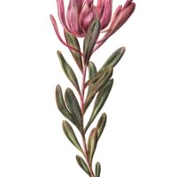 LEUCADENDRON