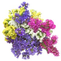 LIMONIUM