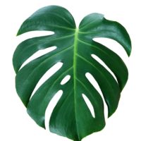 MONSTERA