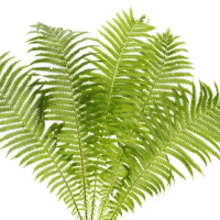 Nephrolepis Fern