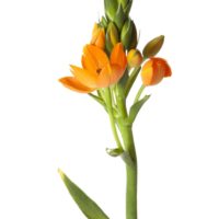 ORNITHOGALUM