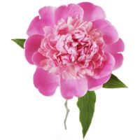 PAEONIA