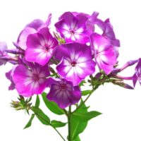 PHLOX