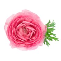 RANUNCULUS