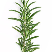 Rosemary