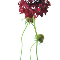 SCABIOSA