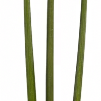 Sansevieria