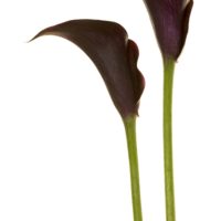 ZANTEDESCHIA (Calla)