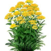 achillea.png