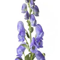 aconitum.png