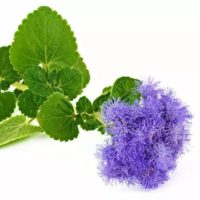 ageratum