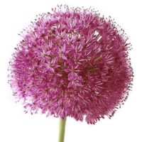 alium