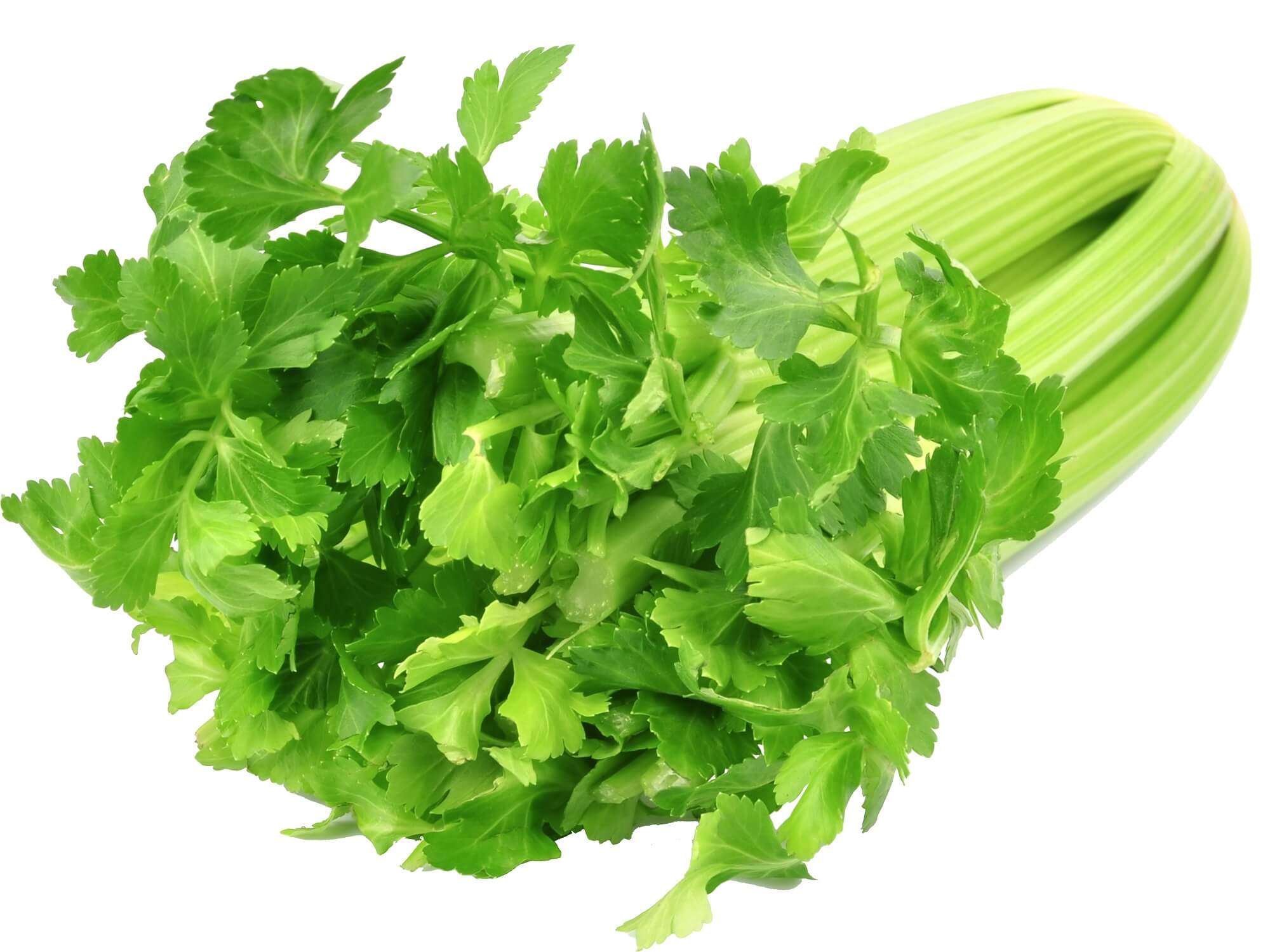 dreamstime-celery.jpg